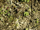 iYi Capsella bursa-pastoris