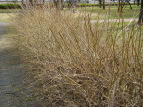 qRCME Forsythia suspensa