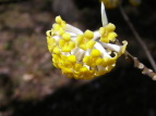 ~c}^ Edgeworthia chrysantha