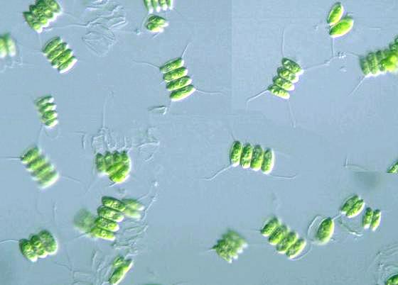 cell wall pictures. cell wall usually smooth,