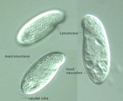 contractile vacuole expression