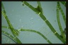 Anthophysis