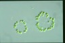 Dictyosphaerium