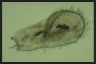 Stylonychia mytilus