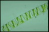 Spirogyra