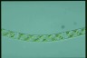 Spirogyra