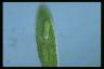 Euglena spirogyra