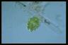 Euastrum crameri