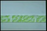 Spirogyra