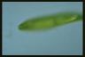 Euglena spirogyra