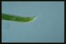 Euglena spirogyra