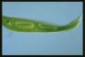 Euglena spirogyra