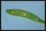 Euglena spirogyra