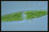 Closterium libellula