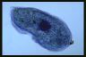 Climacostomum virens