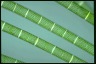 Spirogyra