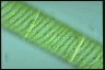 Spirogyra