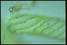 Spirogyra