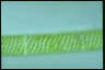 Spirogyra