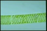 Spirogyra