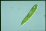 Euglena spirogyra