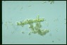 Centritractus belenophorus