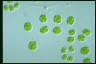 Asterococcus