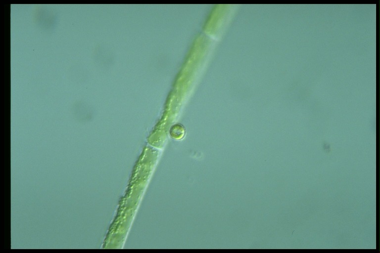 protist image