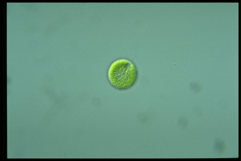 protist image