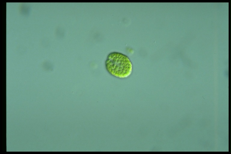 protist image