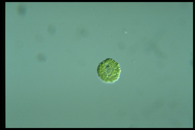 protist image