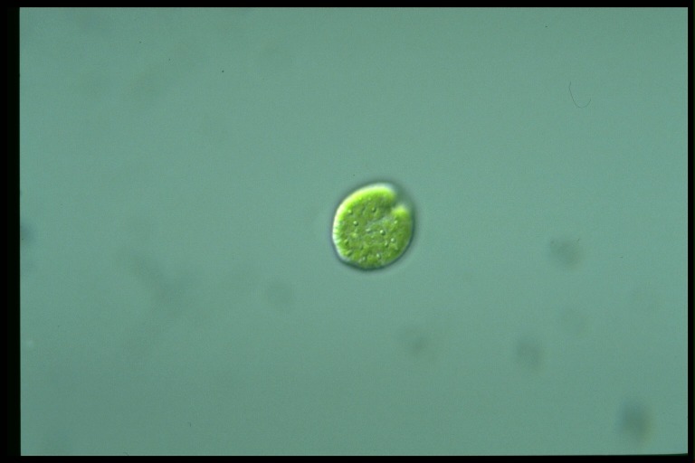 protist image