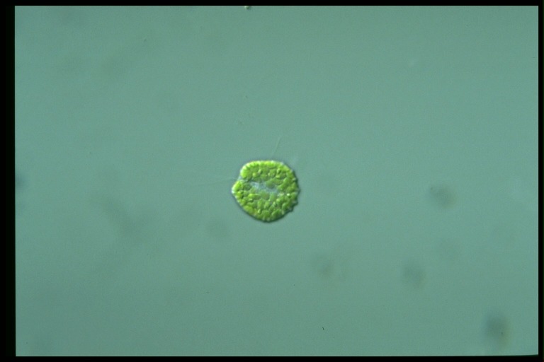 protist image