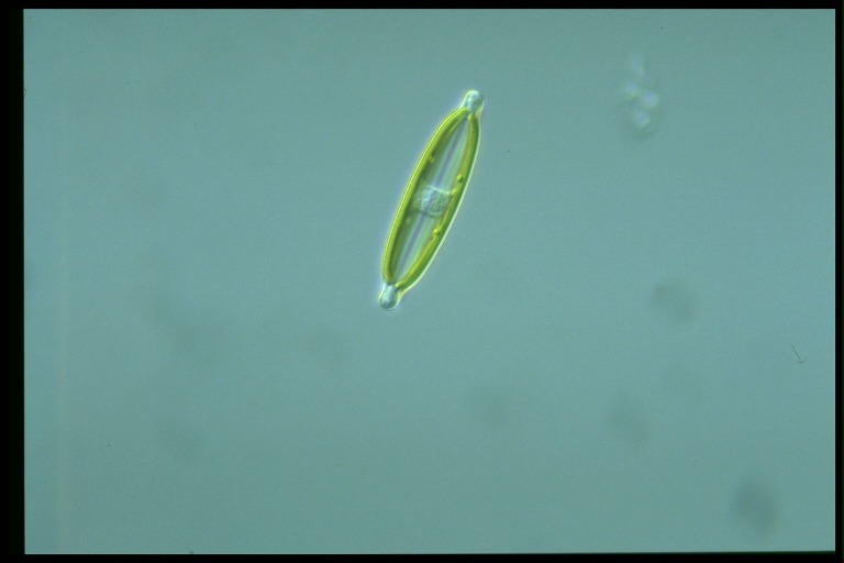 protist image