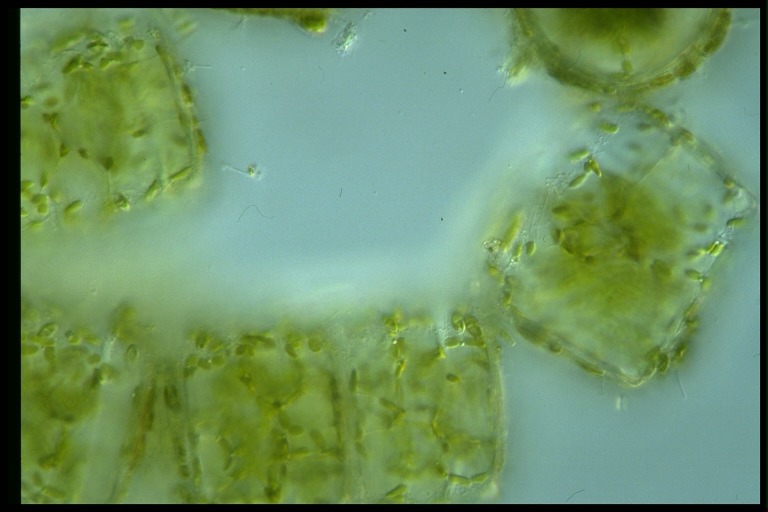 protist image