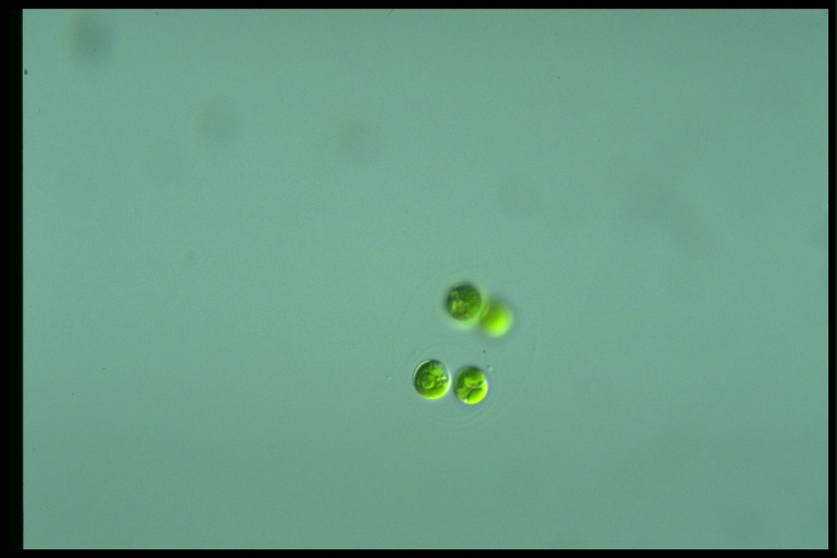 protist image