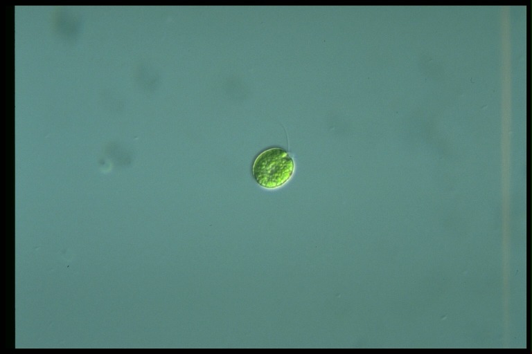 protist image