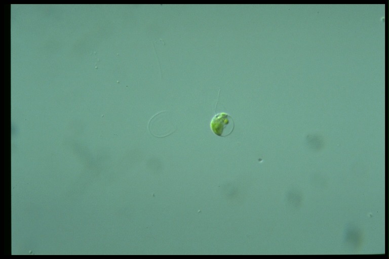 protist image