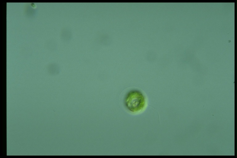 protist image