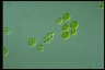 Haematococcus