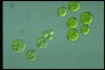 Haematococcus