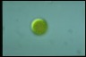 Haematococcus