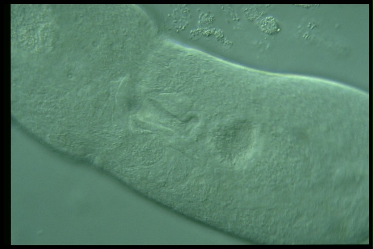 protist image