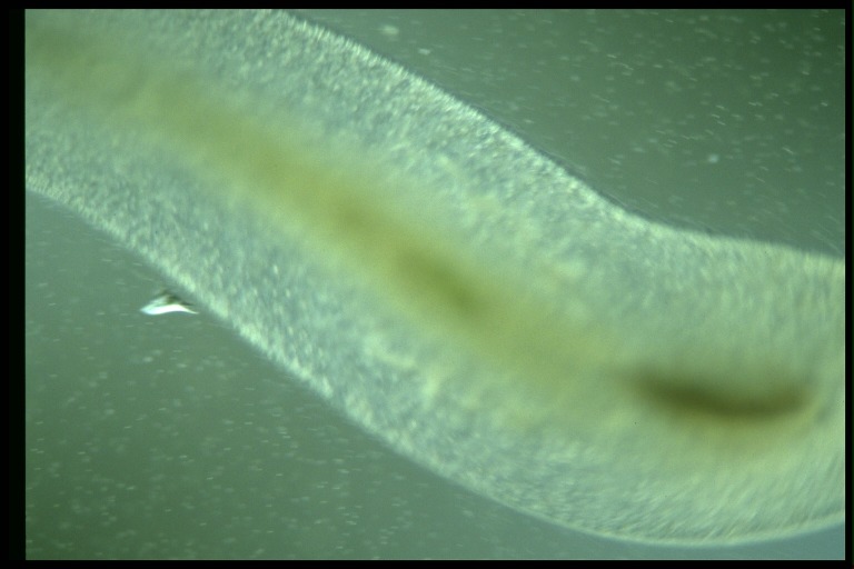 protist image