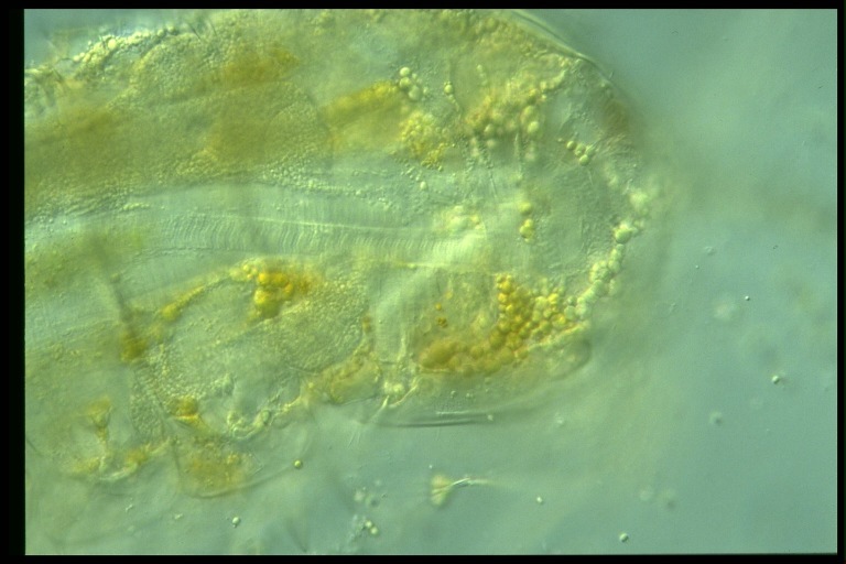 protist image