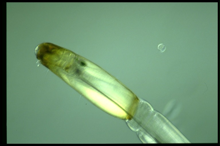 protist image