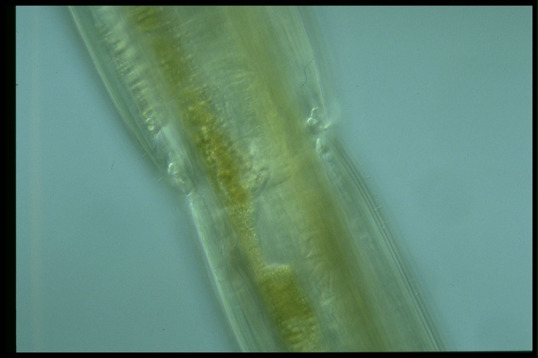 protist image