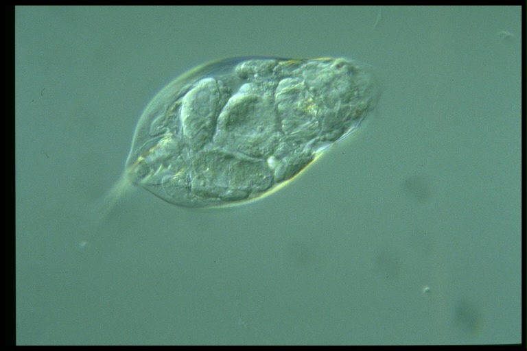 protist image