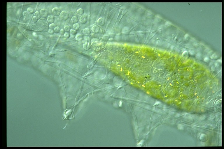 protist image