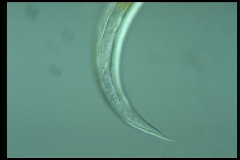 protist image